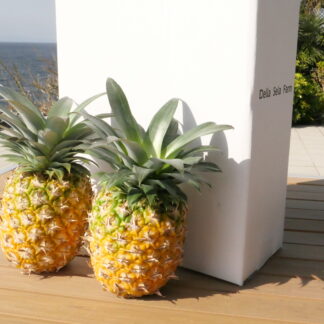 パイナップル（ハワイ種）２個入り
