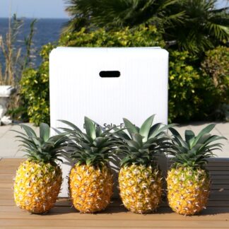 パイナップル（ハワイ種）４個入り